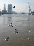 Rotterdam, havenstad # 2