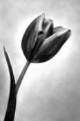 Black Tulip in de Schiecentrale