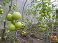 a.s. woensdag: met groene tomaten uit de kas groene sambal maken